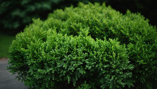 Immergrüne Sträucher mit buntem Laub für einen lebendigen Garten