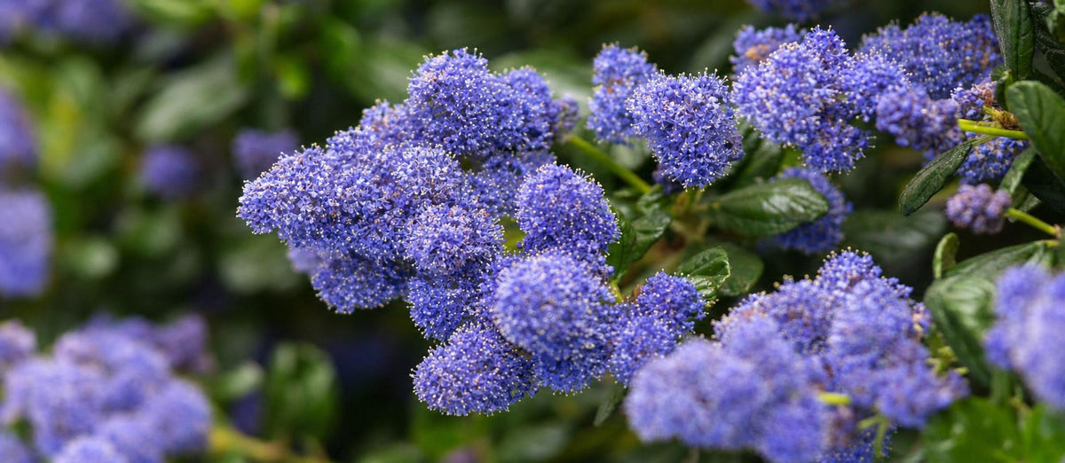 Stutzen der Säckelblume (Ceanothus)