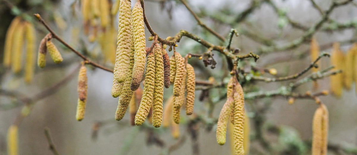 Stutzen der Haselnuss (Corylus avellana)