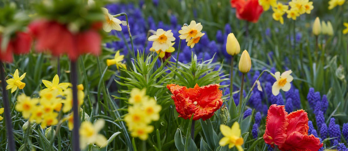 Top 10 Blumenzwiebeln