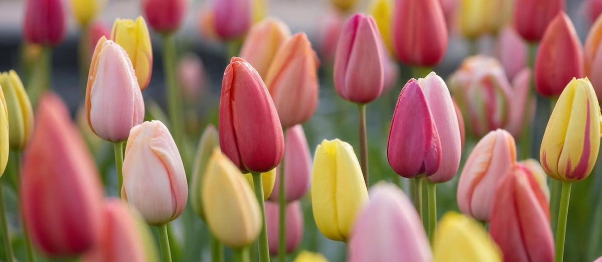 Alles, was man über Tulpen wissen muss