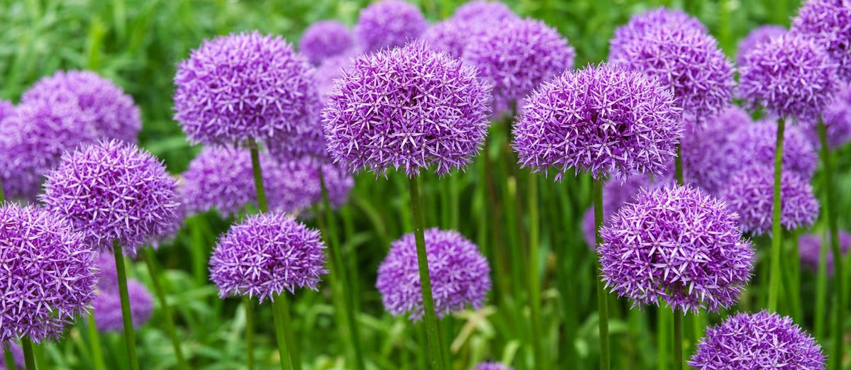 Allium: Die perfekte Blumenzwiebel für Frühling und Sommer