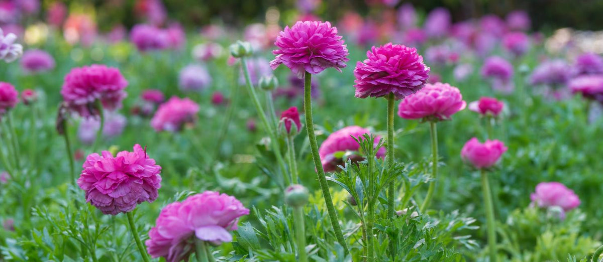 Biologische Pflanzen und Blumenzwiebeln