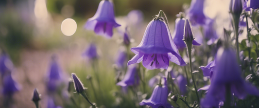 Vermehrungstechniken für Glockenblumen