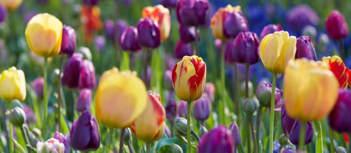 Tulpenzwiebeln pflanzen