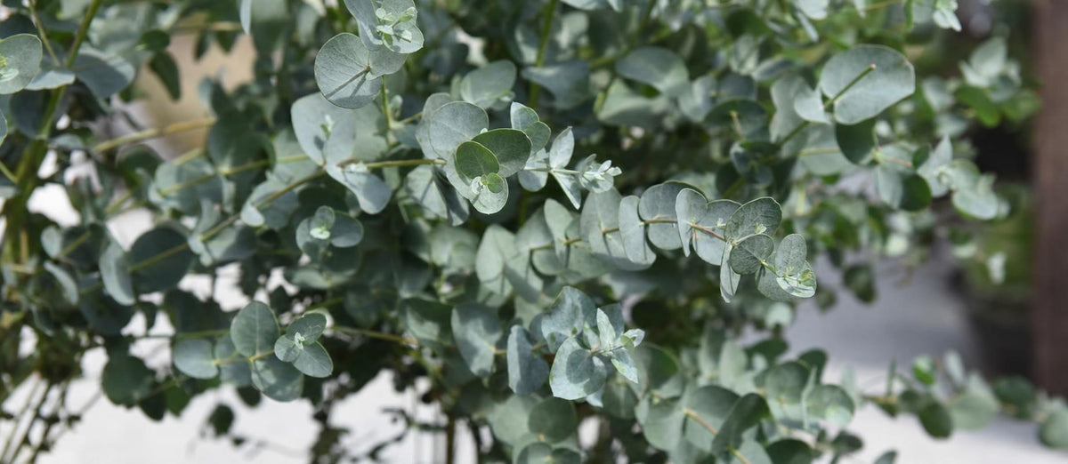 Stutzen der Eucalyptus (Eucalyptus gunni)