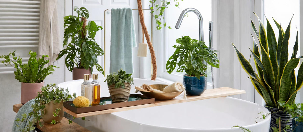 Diese 5 Pflanzen sind perfekt für Ihr Badezimmer.