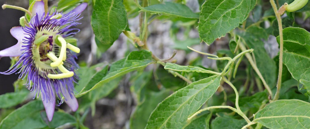 Krankheiten der Passionsblume erkennen und behandeln