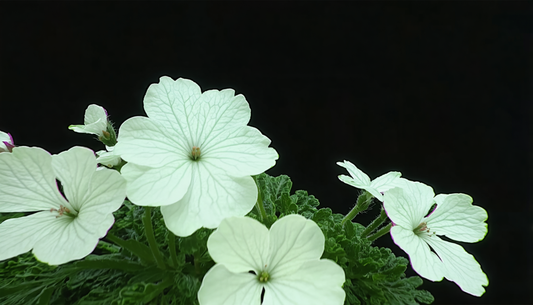 Alles über die Duftpelargonie