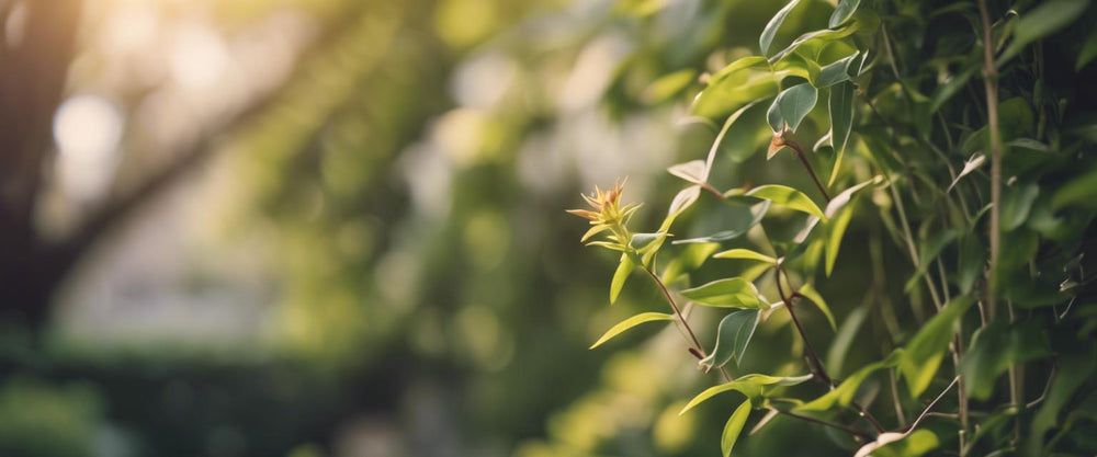 Bekämpfung von Schädlingen bei Kletterpflanzen
