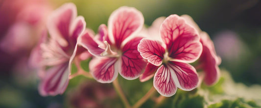 Der ideale Standort für Ihre Pelargonien