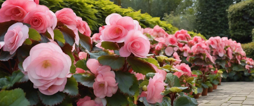 Die Außenbegonie: eine ideale Wahl für Ihren Garten