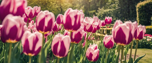 Die Kunst, Tulpen zu gießen