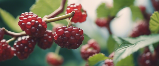 Die Vorteile dornloser Maulbeeren