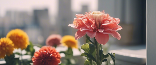 Die besten natürlichen Düngemittel für Balkonblumen