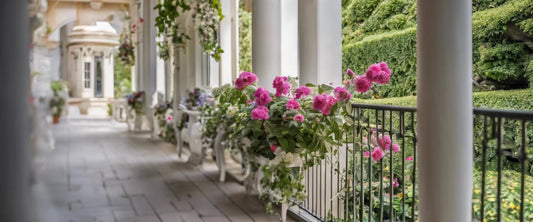 Die robustesten Fuchsien für Ihren Balkon