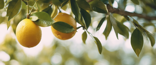 Einen Zitronenbaum im Topf pflanzen: praktischer Leitfaden