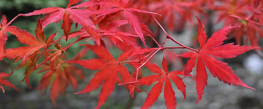 Vollständiger Leitfaden zu japanischem Ahorn 'Acer palmatum': Farben, Größen und Pflege