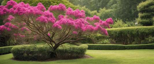 Pflege des Indischen Flieders: Tipps und Ratschläge