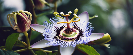 Idealboden für den Anbau der Passionsblume