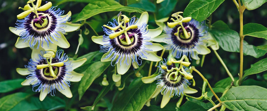 Passionsblume im Topf anbauen: praktischer Leitfaden  Bakker.com