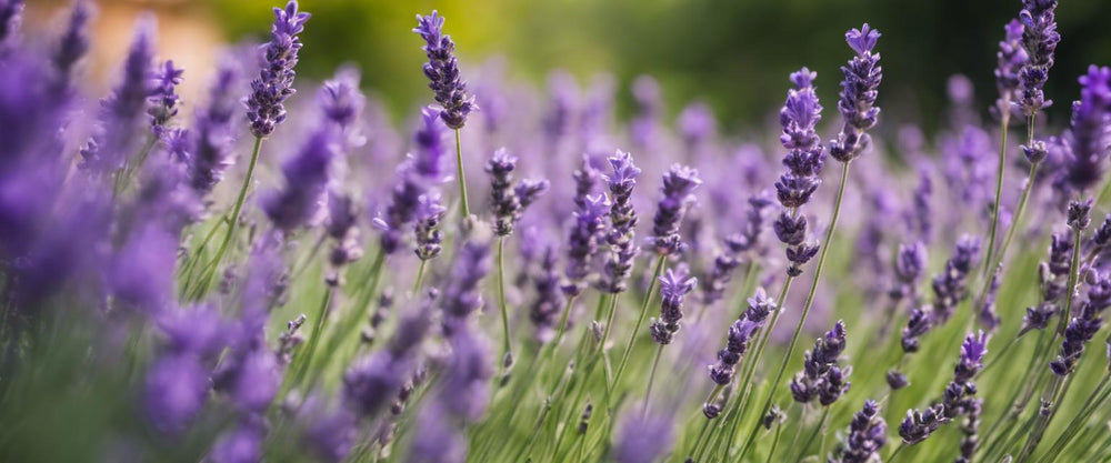 Praktischer Leitfaden zur Lavendelernte