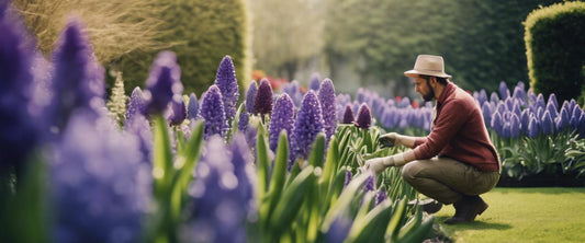 Schritt-für-Schritt-Anleitung zum Pflanzen von Hyazinthen in einem Topf für eine leuchtende Blüte