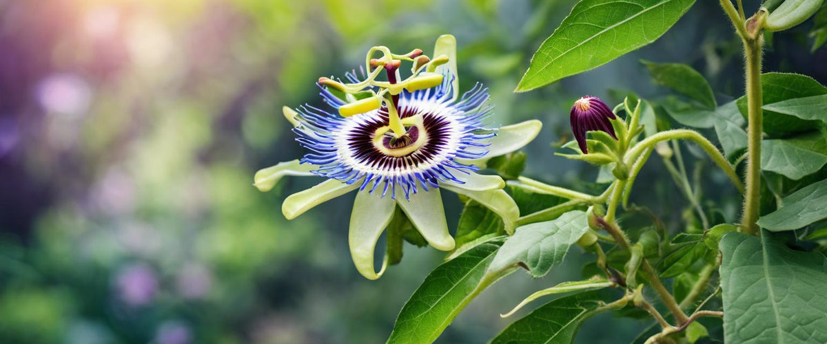 Umfassender Leitfaden zum Anbau der Passionsblume