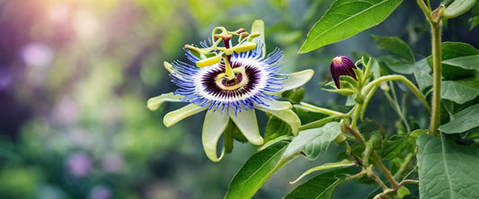 Umfassender Leitfaden zum Anbau der Passionsblume