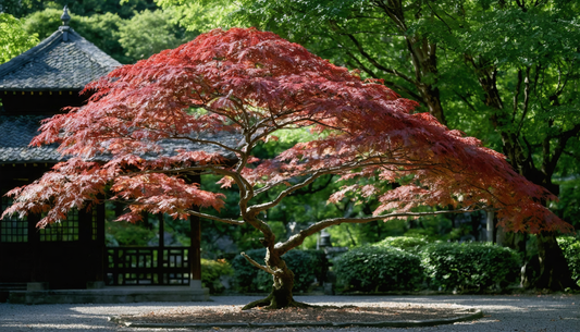 Vollständiger Leitfaden zu japanischem Ahorn Acer palmatum: Farben, Größen und Pflege.