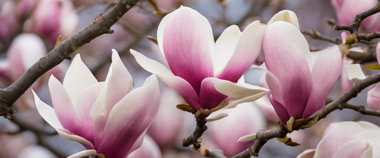 Wie man Magnolien pflegt