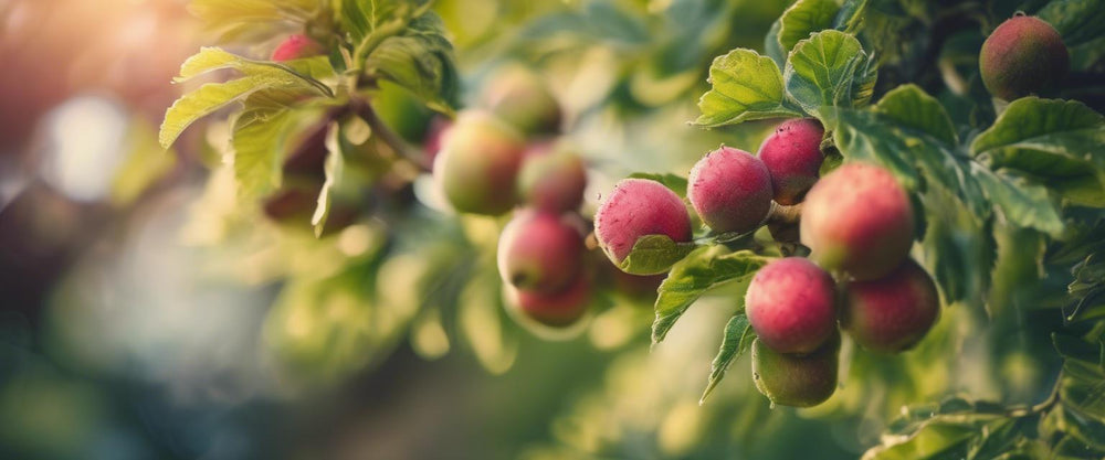 Wie man Obstbäume im Topf schneidet