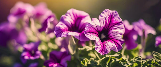 Wie man Petunien für eine optimale Blüte schneidet