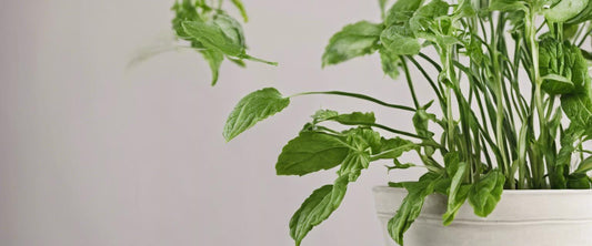 Wie man aromatische Pflanzen zu Hause anbaut