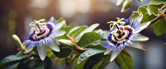 Wie man die Passionsblume pflanzt und pflegt