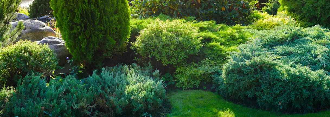 Die grüne Basis Ihres Gartens