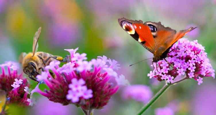 Locken Sie tolle Schmetterlinge in Ihren Garten!