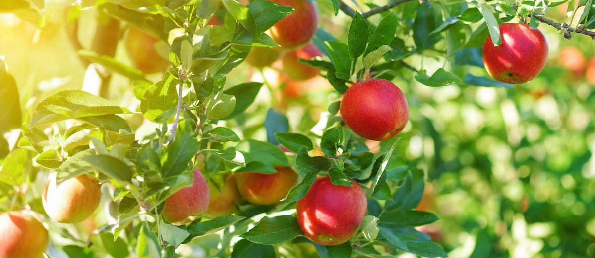 Stutzen des Japanischen Wildapfels