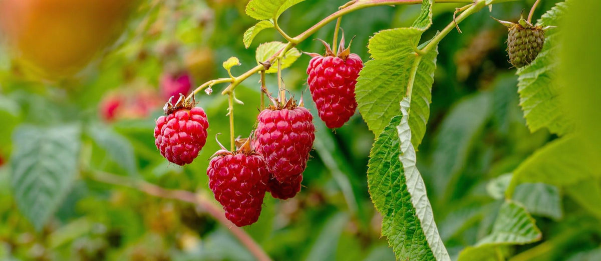 Stutzen den Himbeerbaum (Rubus idaeus)