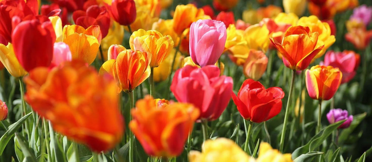 Tulpen pflegen