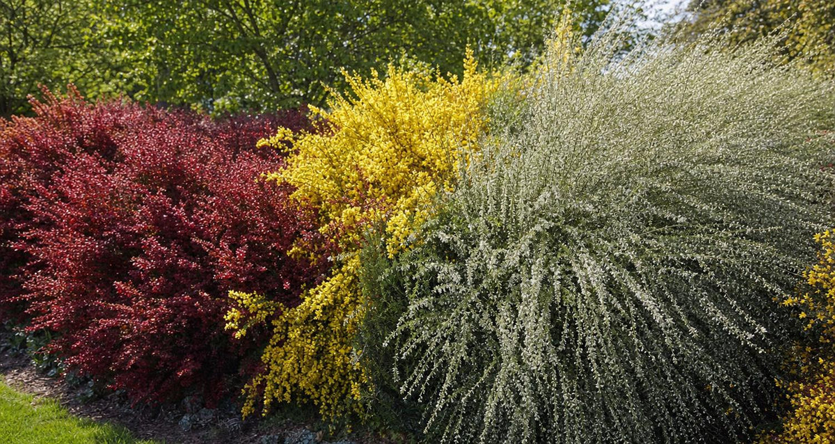 Stutzen der Ginster (Cytisus praecox)
