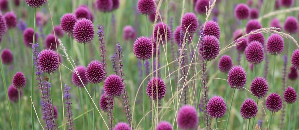 Ein Garten voller Allium
