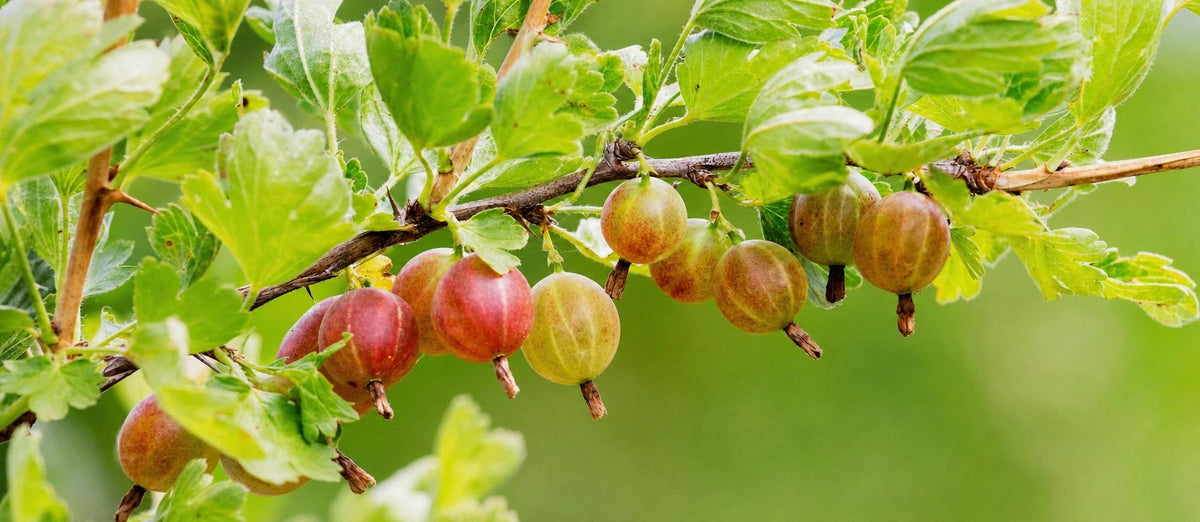 Stutzen der Stachelbeere (Ribes rubrum)