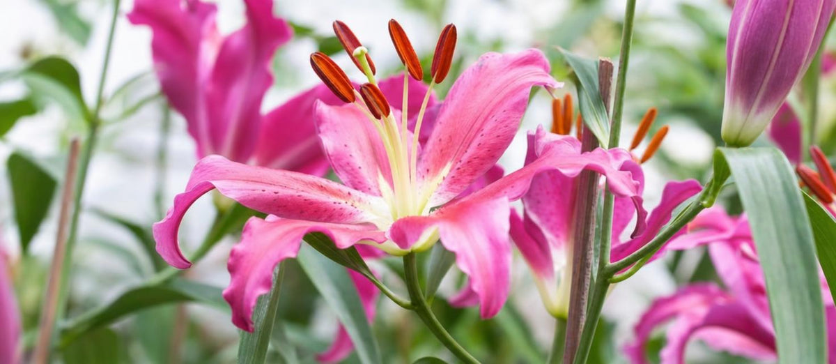 Lilien pflanzen