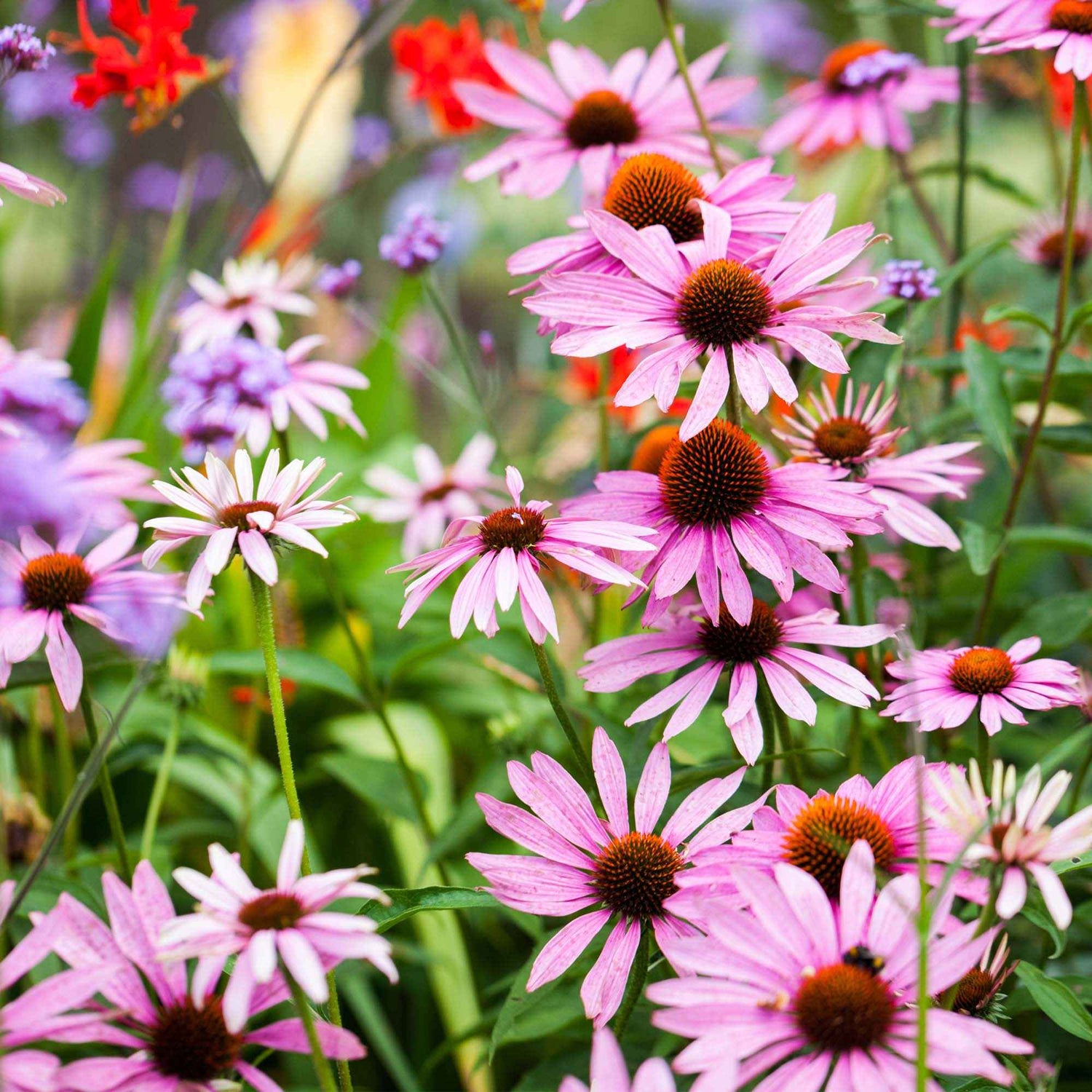 Catananche - Rasselblume