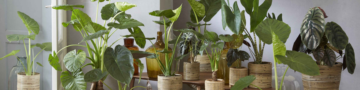 Alocasia
