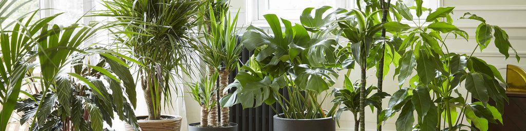 alocasia black velvet gold variegata Alocasia Black Velvet Gold (TC Plantlet) - Preorder | Plants