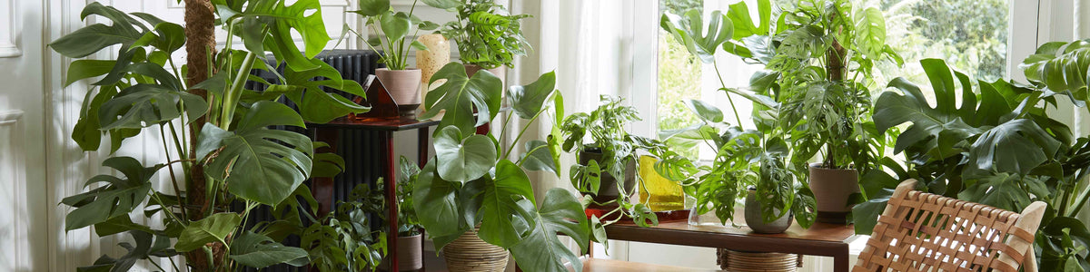 Lochpflanze - Monstera