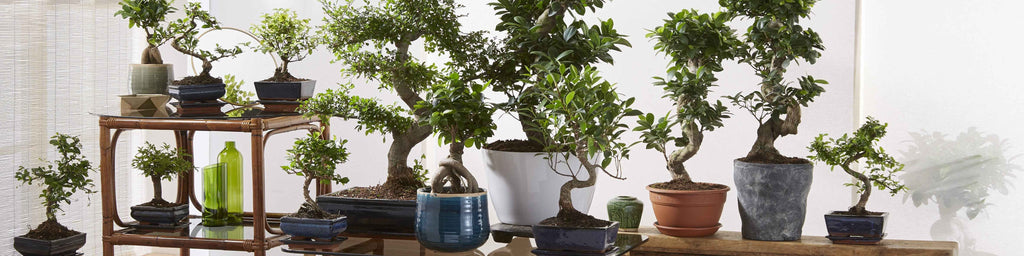 bonsai bux Bonsai Tree – Buy Online, Delivered in Cairo & Alexandria, Egypt –  Kaynuna.co main image 1