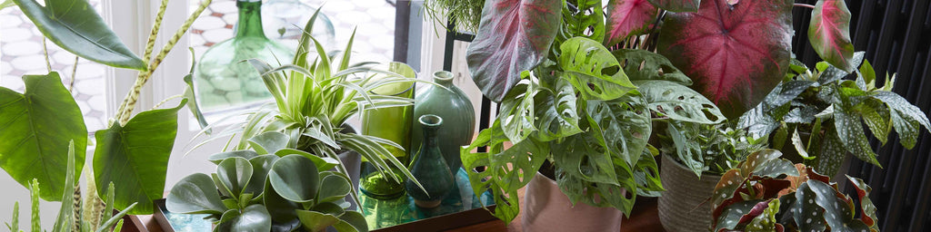 compo garten langzeit-dünger Compo Rasen-Langzeitdünger – SCHMIDT'S Onlineshop main image 1